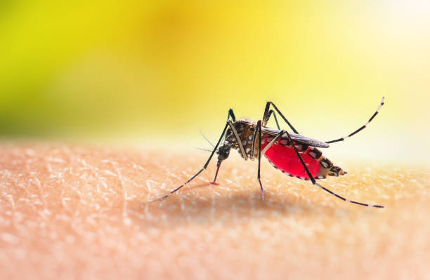 Dengue Fever
